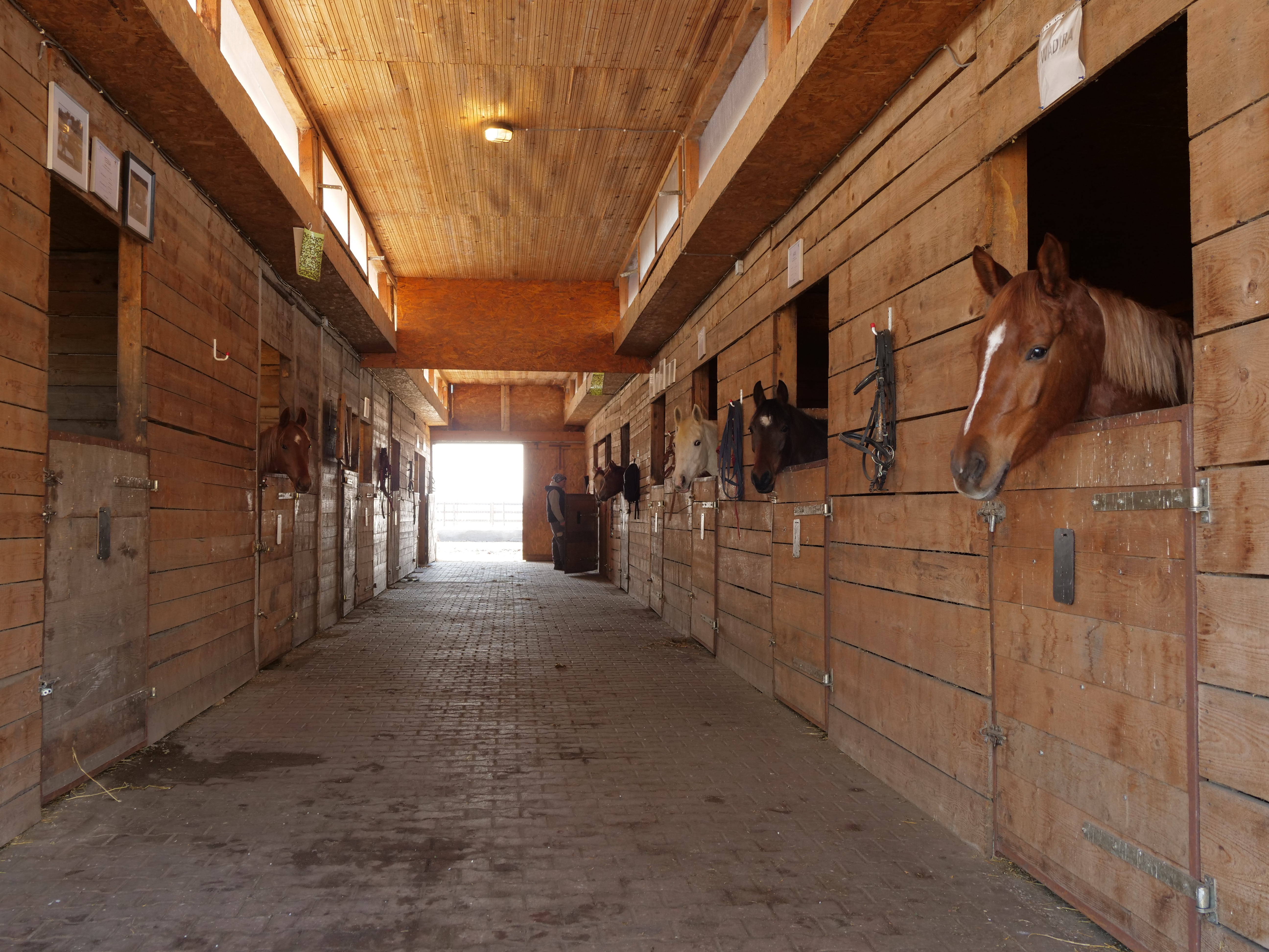 VIDEO | Guillaume Fillet, francezul care a readus cursele de galop în România: "România are tradiție, dar a avut o pauză de zeci de ani"