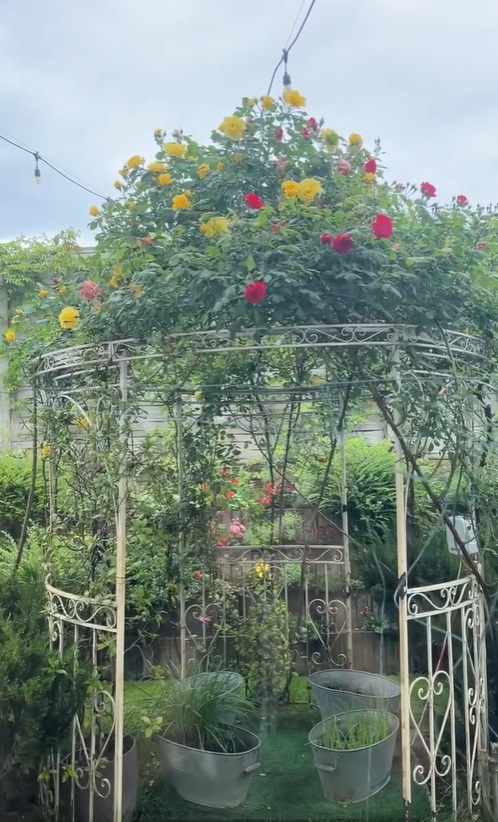 Imagini noi din grădina Andreei Marin. Are mulți trandafiri înfloriți, dar și plante aromatice, spanac și răsaduri de roșii