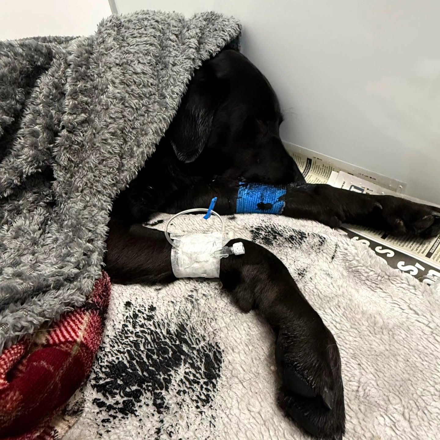 Tokyo, un labrador de 25 de kilograme, coborât „drogat” pe targă de pe cel mai înalt munte din Marea Britanie