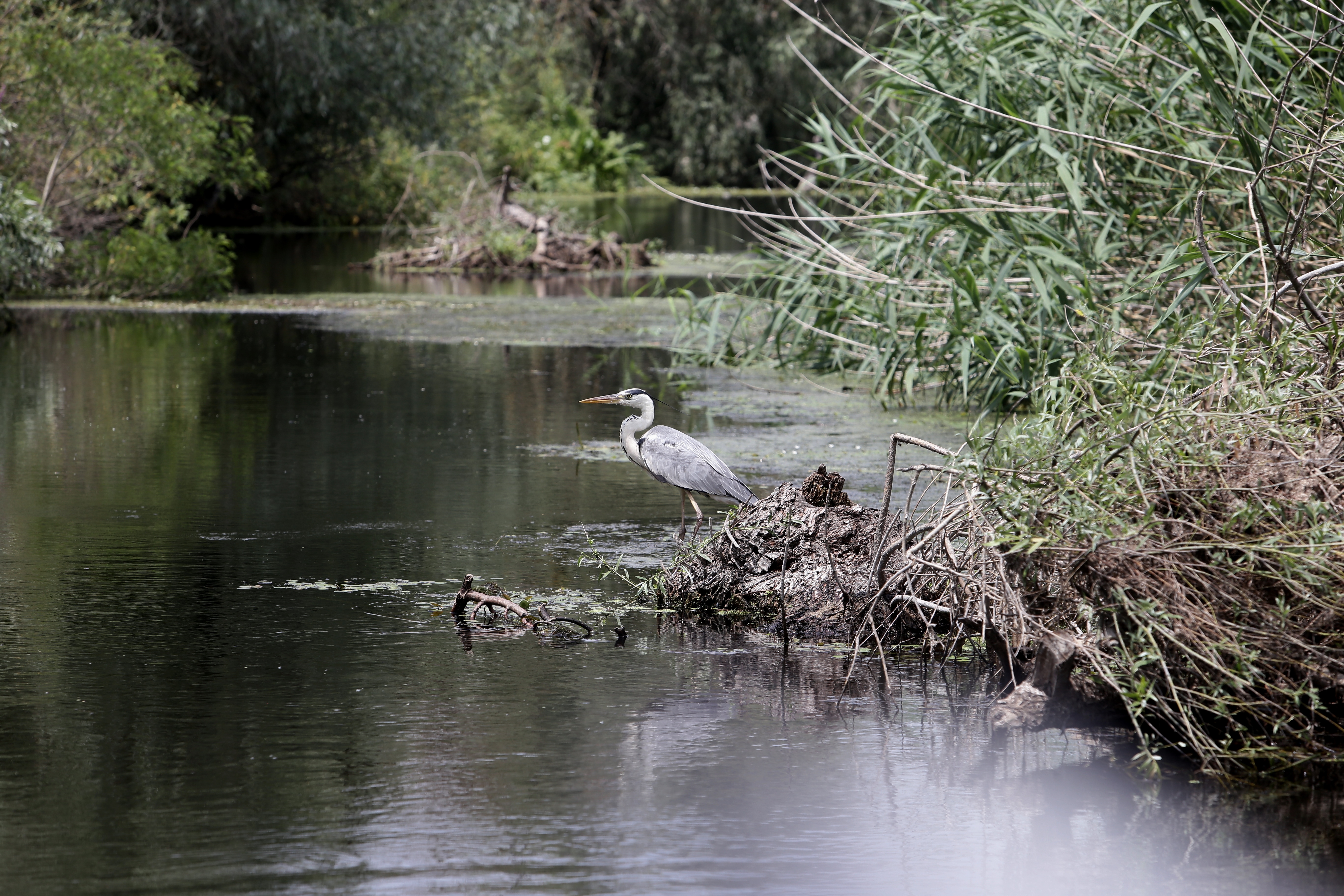 FOTOREPORTAJ/ Prin Delta Dunării, în căutarea sălbăticiei