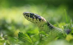 Signs there are snakes in your backyard