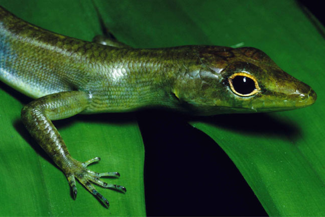 Green-blooded