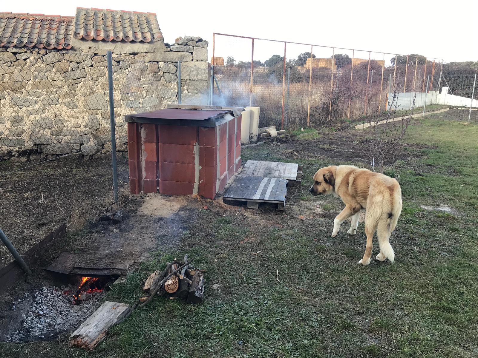 GALERIE FOTO/ Cum petrece Crăciunul ardeleanul ales primar în Spania. Afumă slănină în curtea casei și merge la colindat
