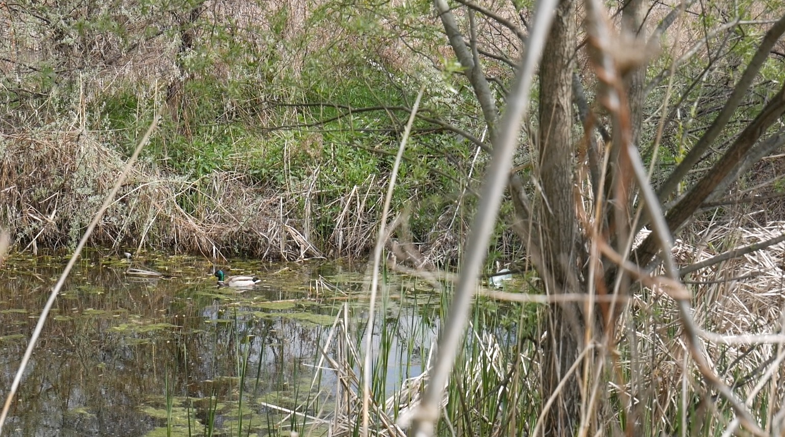 FOTO&VIDEO | Vali, băiatul care s-a născut în Delta Văcărești, iar acum este ranger al parcului: „Aici e viața mea”