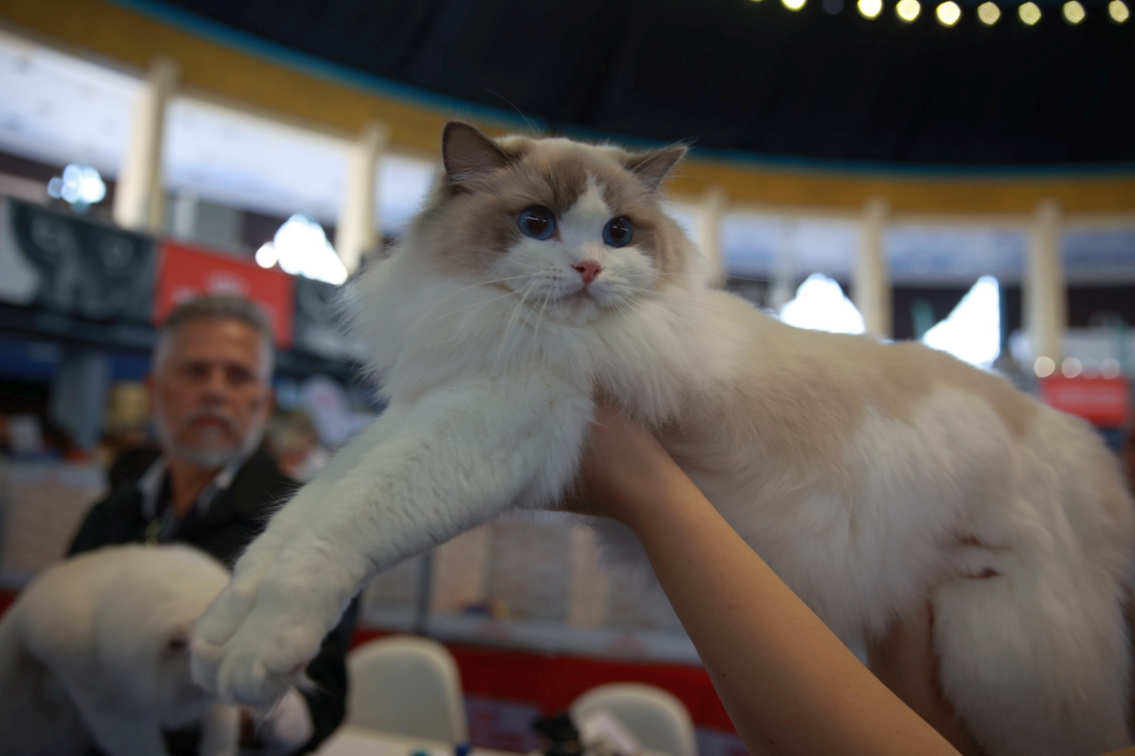Libertatea a mers la Campionatul Mondial Felin. Bucureștiul, capitala mondială a pisicilor: peste 750 de feline din întreaga lume au strălucit la Romexpo