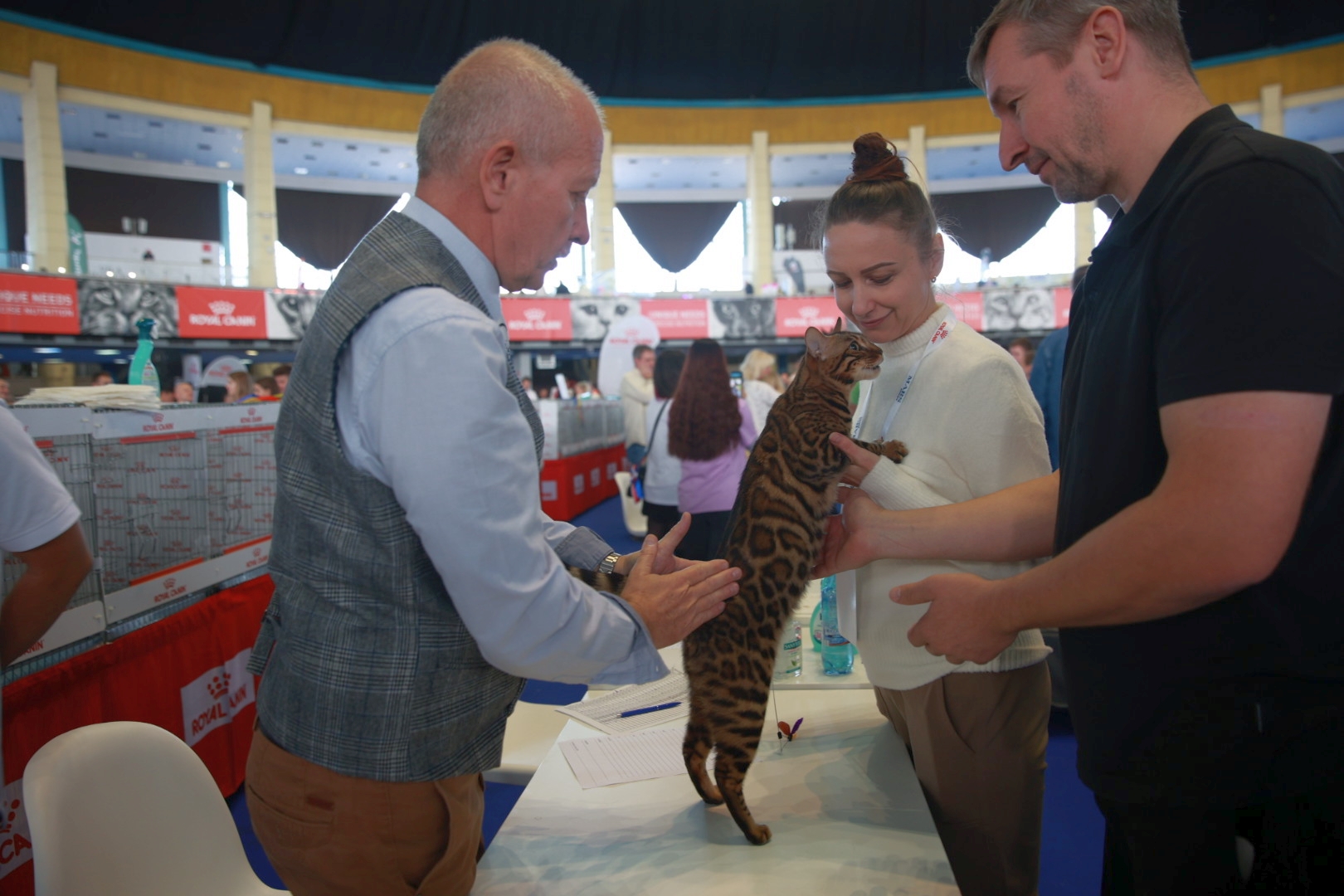 Libertatea a mers la Campionatul Mondial Felin. Bucureștiul, capitala mondială a pisicilor: peste 750 de feline din întreaga lume au strălucit la Romexpo