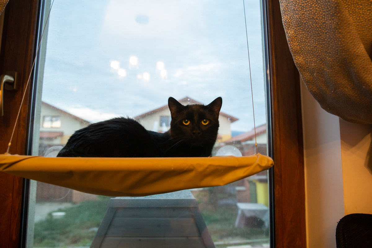 Crima care a șocat iubitorii de animale: câinii otrăviți ai familiei româno-norvegiene care îngrijește animale abandonate lângă Brașov
