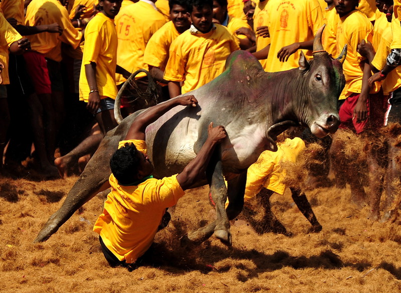 Un mort și zeci de răniți în prima zi a unui festival rodeo în India. Taurii sunt îmbătați înainte de a fi eliberați