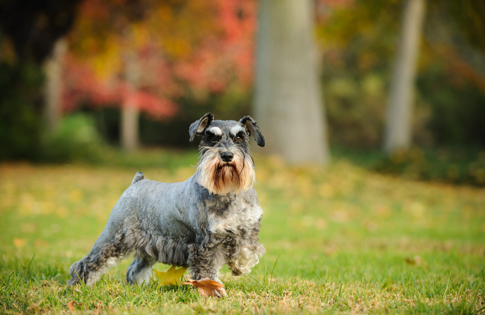 Rasa Schnauzer - ce caracteristici are câinele cu sprâncene lungi