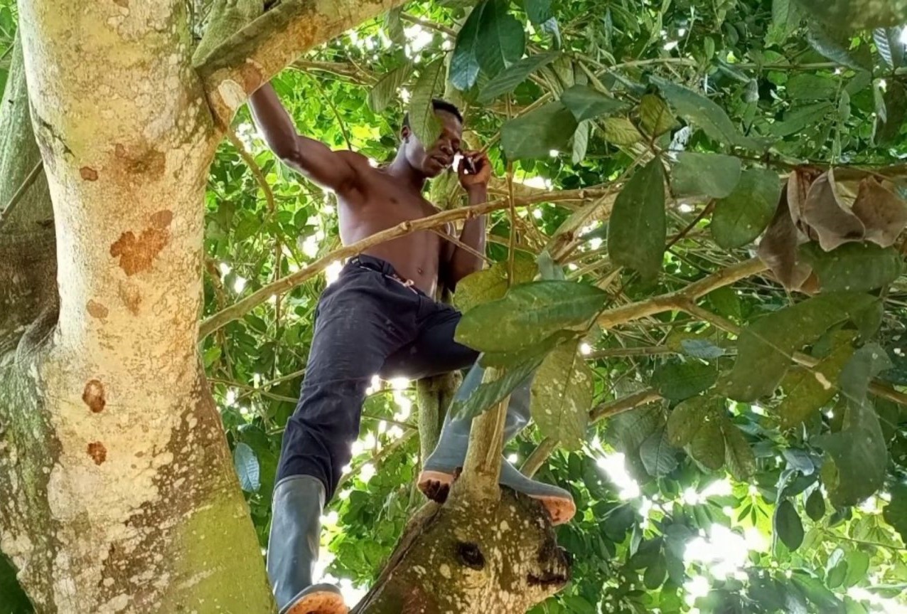 Residents of Wawasua in Sunyani climb trees to make calls