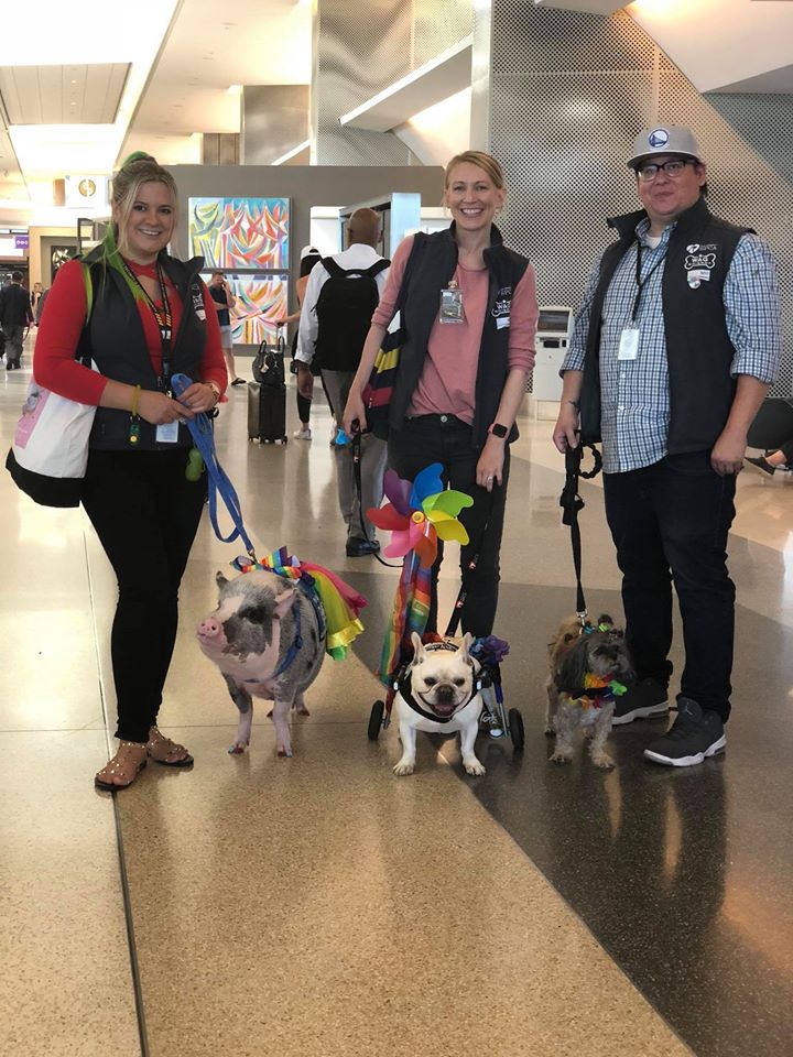 Aeroportul din San Francisco și-a luat un porc de terapie. Care e motivul