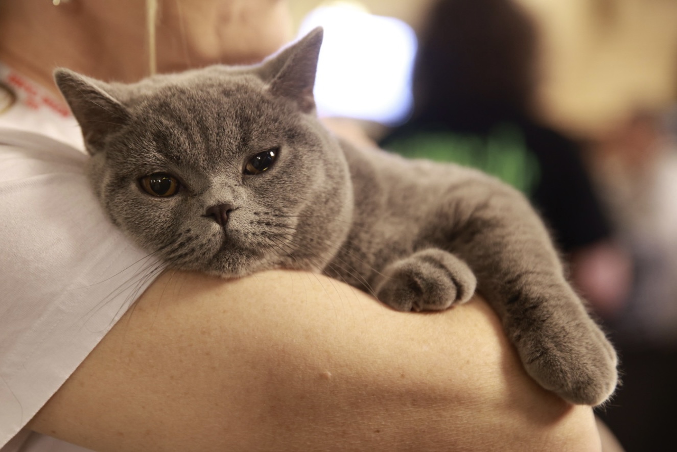 Pisici de top, priviri hipnotizante și povești spectaculoase. Cum a fost la Salonul Felin Internațional SofistiCAT