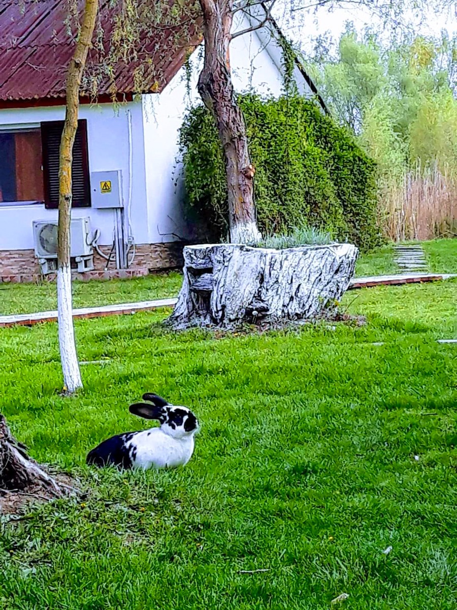 Detalii în premieră despre insula privată cu pensiune și 3 hectare de teren scoasă la vânzare în Delta Dunării. Proprietarul „lasă” 700.000 de euro din prețul inițial