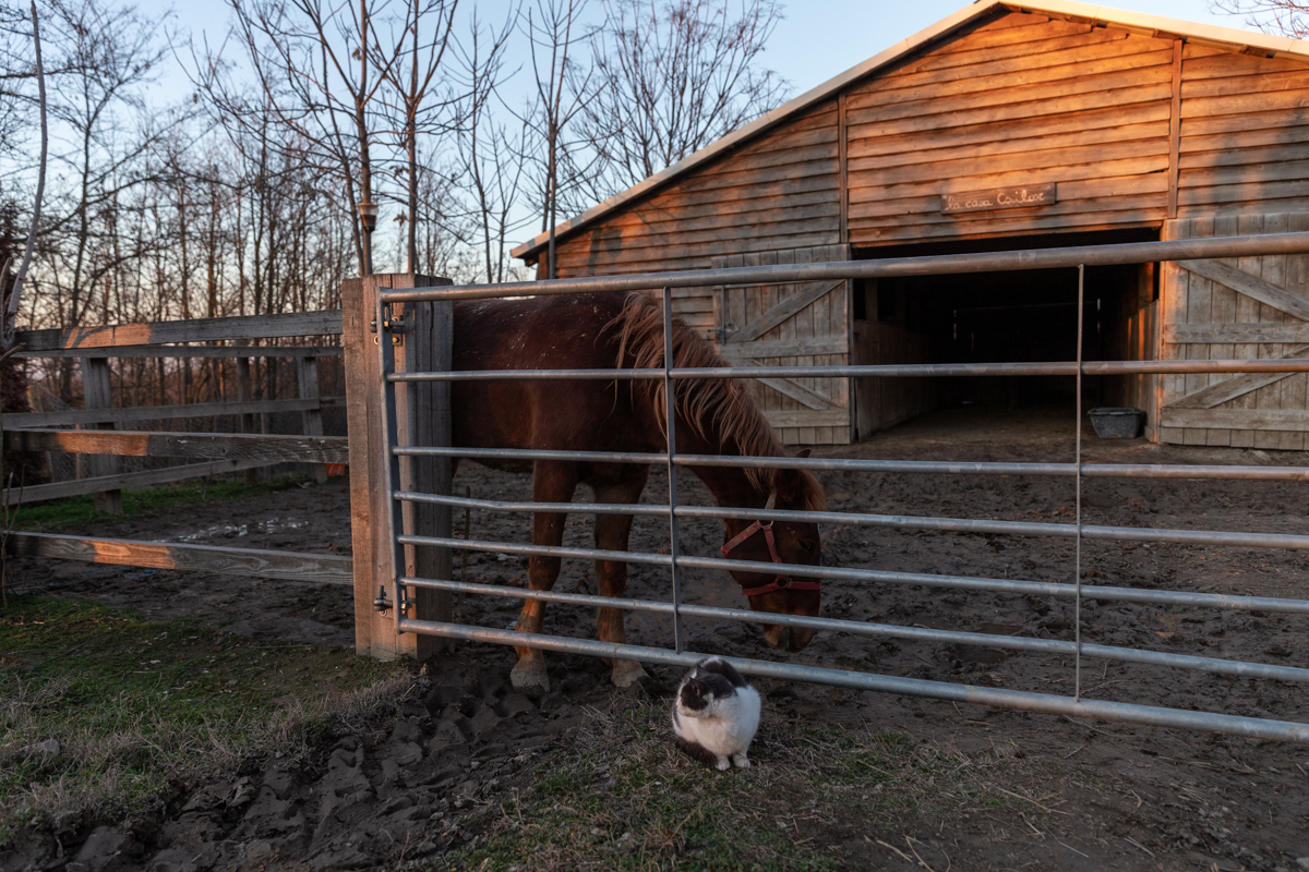 Proprietarul cailor maltratați de la Techirghiol îi poate lua înapoi după 45 de zile, dacă dovedește că sunt ai lui. „Procurorul Țucă, un mare iubitor de animale”