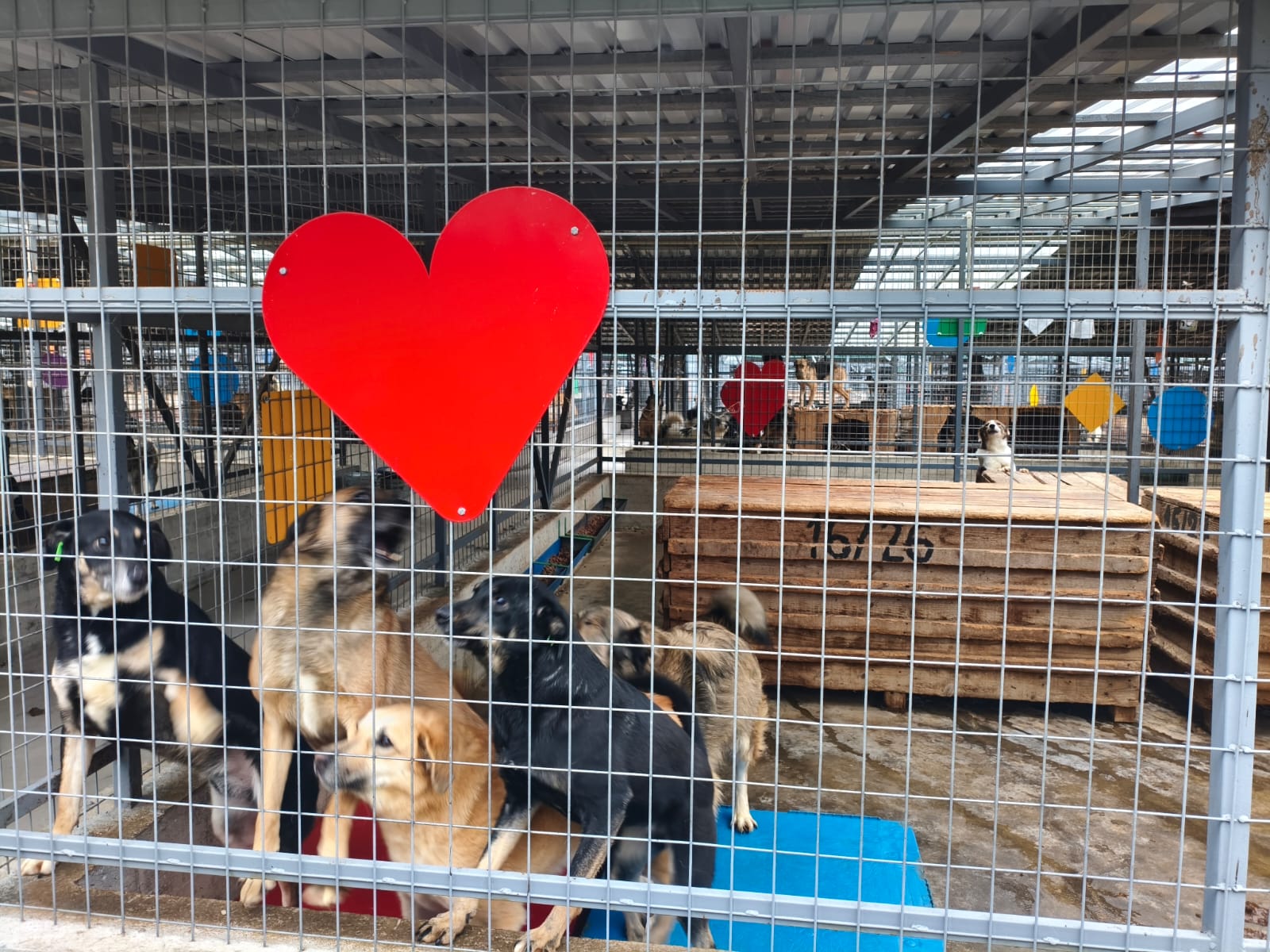 Orașul câinilor. Localitatea din România care a ajuns să găzduiască cel mai mare adăpost din lume dedicat animalelor fără stăpân