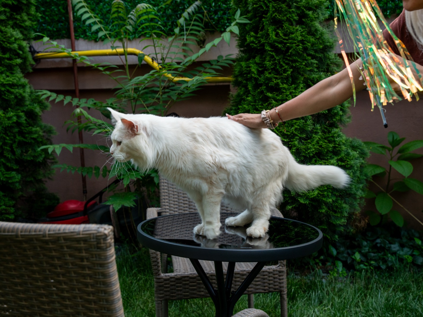 Prima cafenea cu pisici Maine Coon din România se deschide în București. Unde se află locația, prețurile din meniu și regulile casei