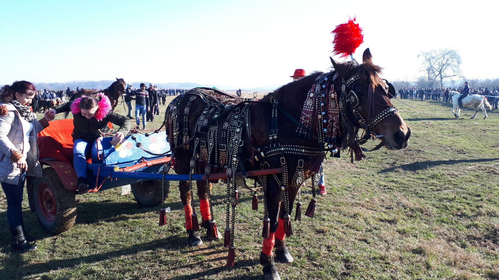 REPORTAJ: Ca să nu mai fie bătuți, caii nu mai intră la proba de tracțiune, la Botezul Cailor de la Pietroșani| FOTO