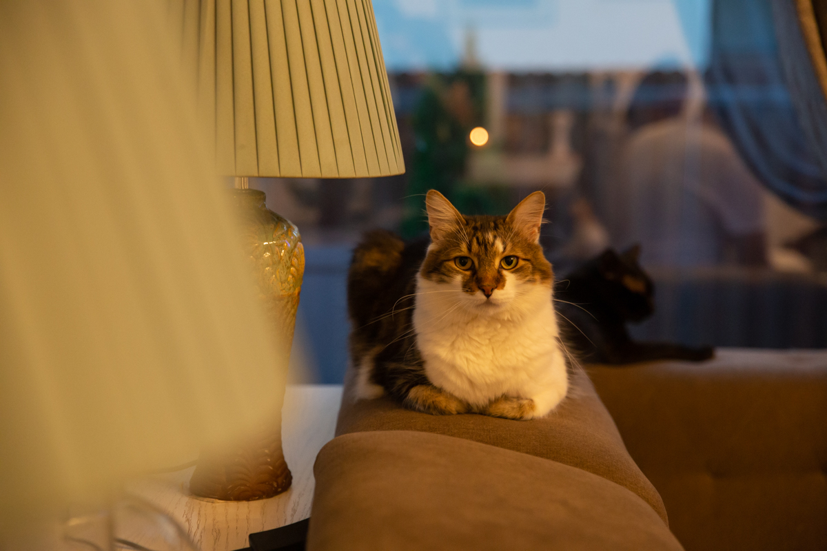 Crima care a șocat iubitorii de animale: câinii otrăviți ai familiei româno-norvegiene care îngrijește animale abandonate lângă Brașov