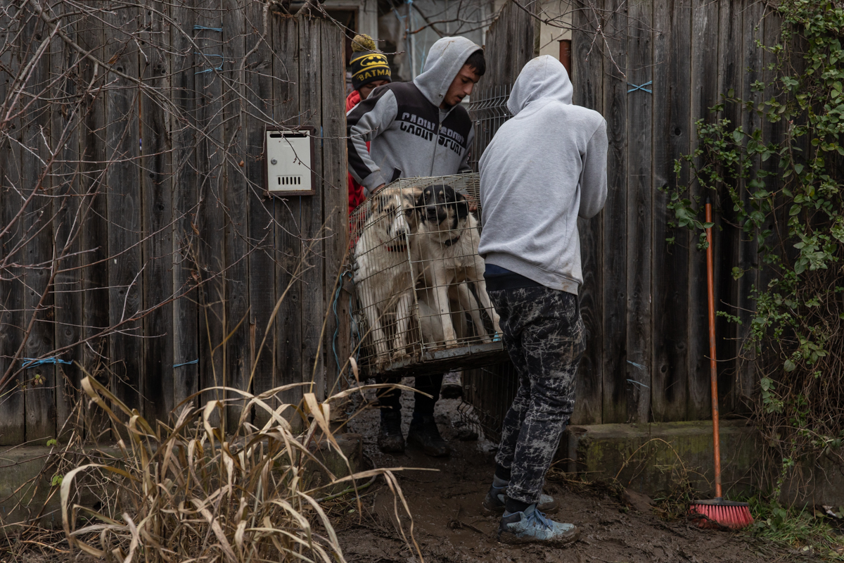 REPORTAJ. În loc de reni, Moș Crăciun a venit anul acesta cu o caravană salvatoare pentru iepe, măgărițe, câini și pisici