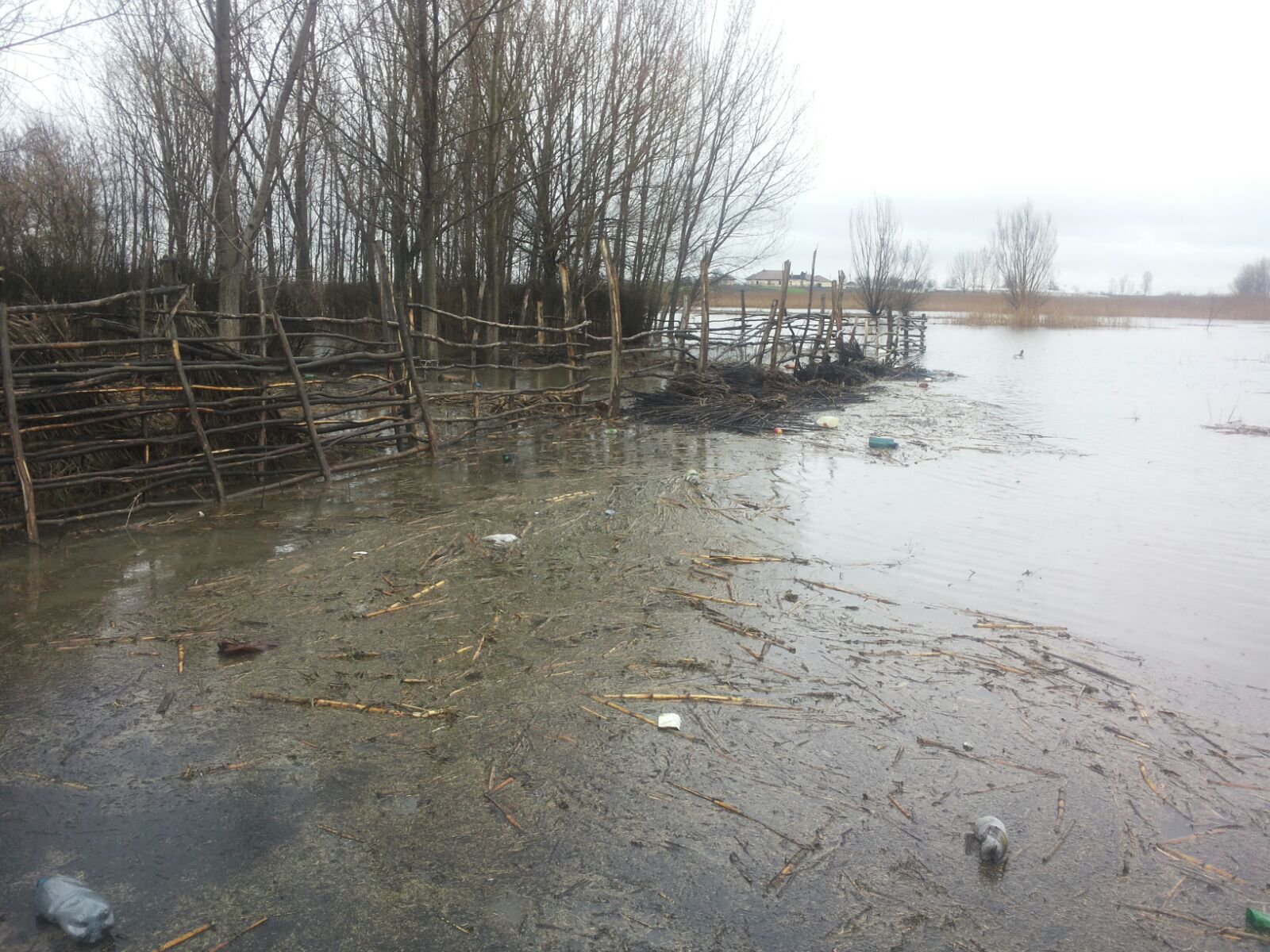 Dunărea, sub cod portocaliu în judeţul Olt! Sute de hectare de păşune şi pădure sunt inundate! GALERIE FOTO