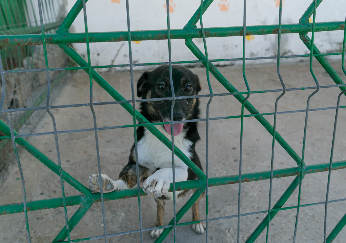 „Îi oferi o viață, iar când crește, îl arunci pe stradă. Ăsta este egoism”. Patru studenți din Turcia au grijă de câinii abandonați din București