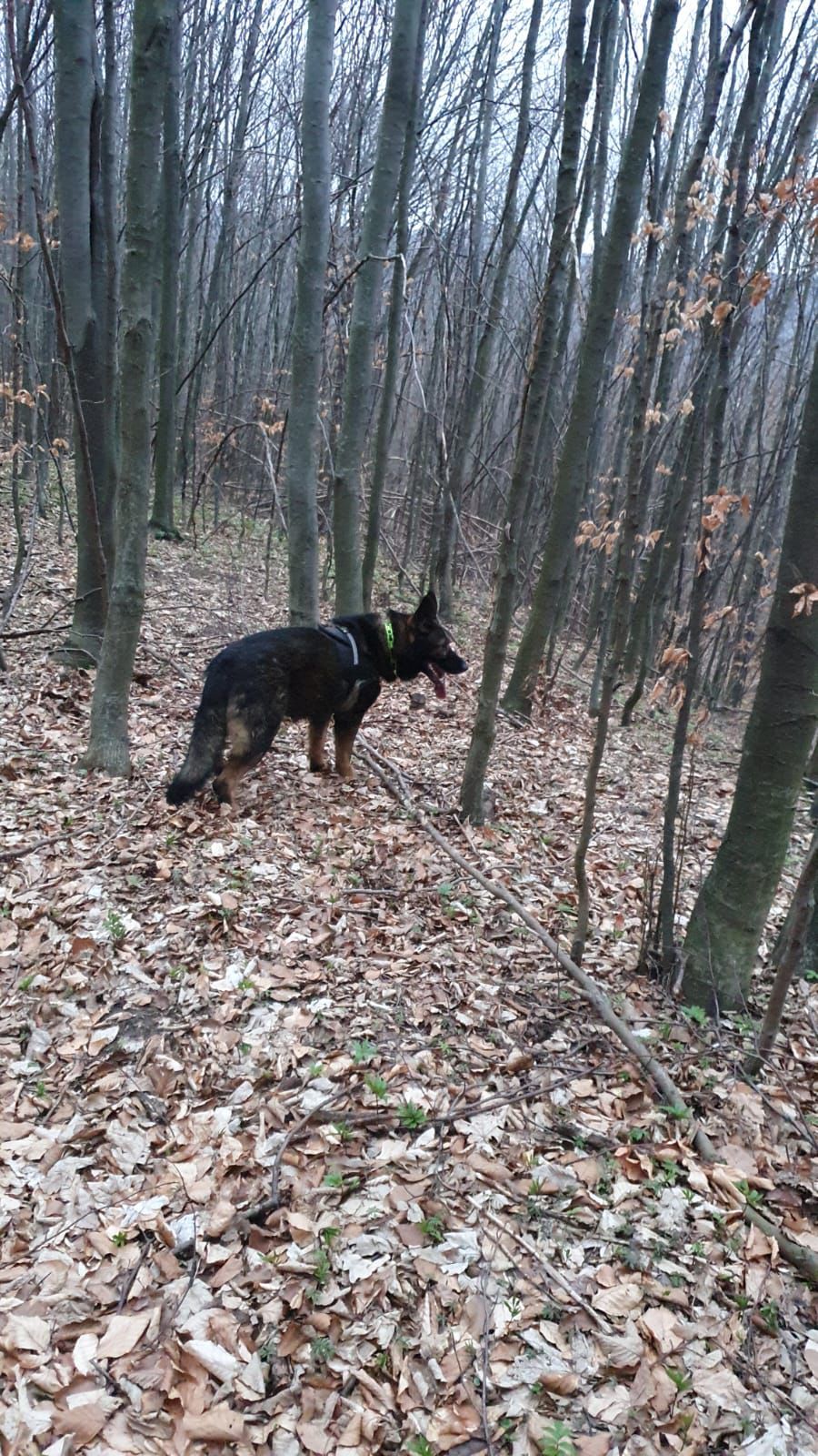 UPDATE: Copilul de doi ani dispărut în Botoșani a fost găsit în viață după mai bine de 24 de ore de căutări