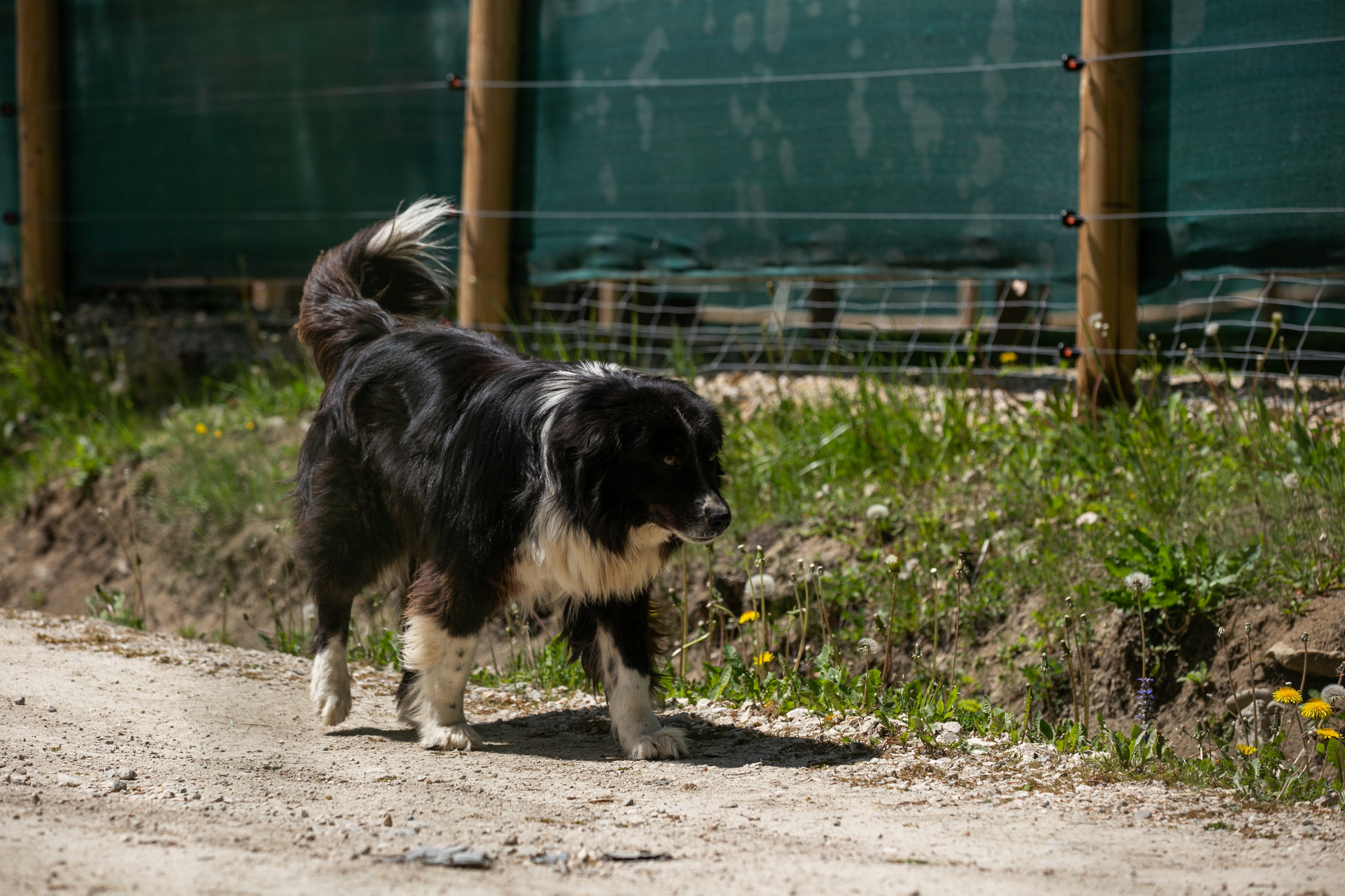 Sanctuarul de la Zărnești, fără vizitatori și fără donații în vremea pandemiei. Urșii cu povești triste au traume și ticuri de copii orfani