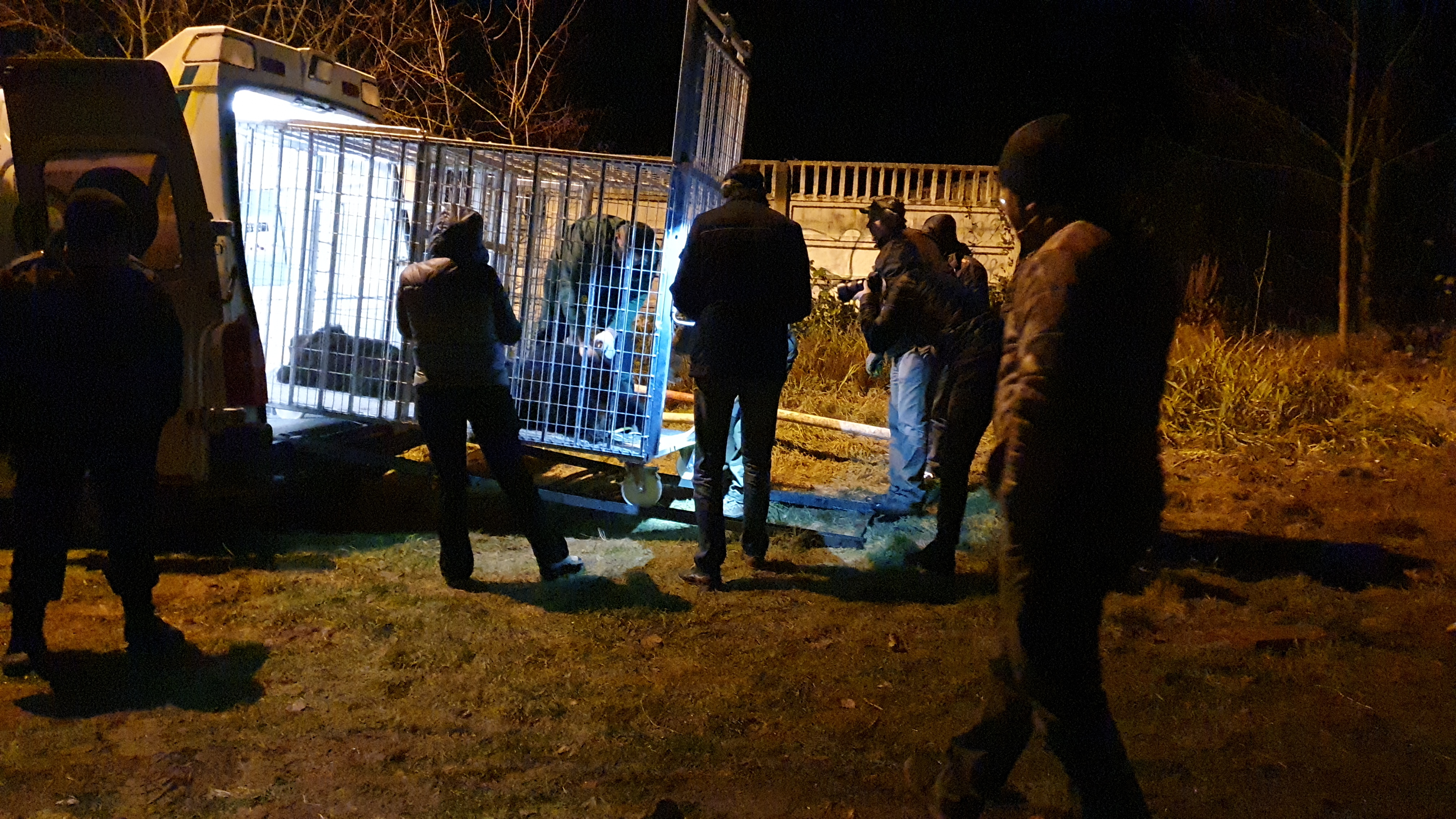 O ursoaică şi doi pui, capturați în Brașov, și-au găsit adăpost la Sanctuarul Libearty de la Zărneşti