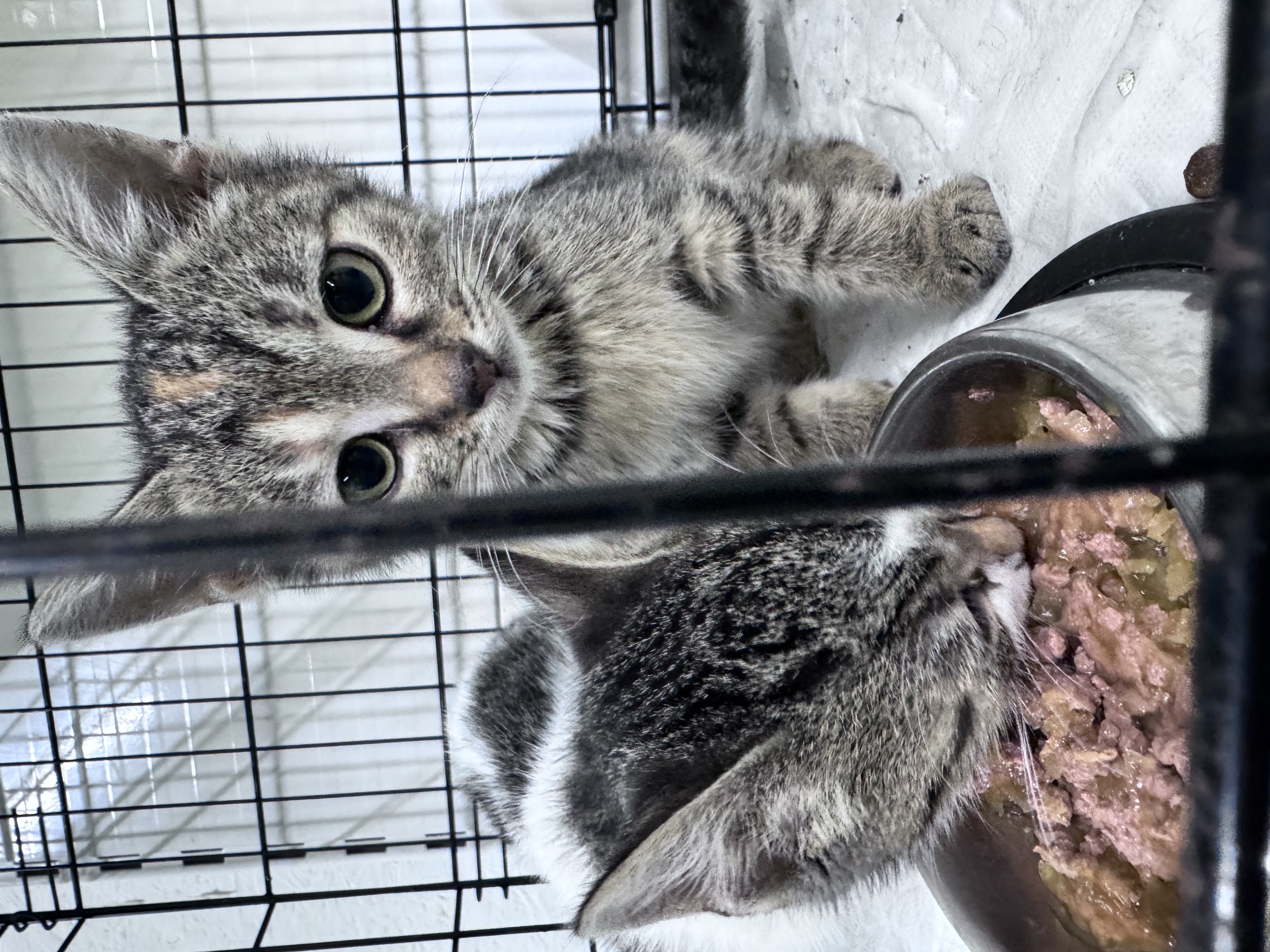 Casa de avocatură transformată în târg de adopție pentru pisici. Povestea pisicilor Aristo și Crat. Marius Todeancă, avocat: „Responsabilitatea față de animale este un semn de civilizație, nu un hobby”
