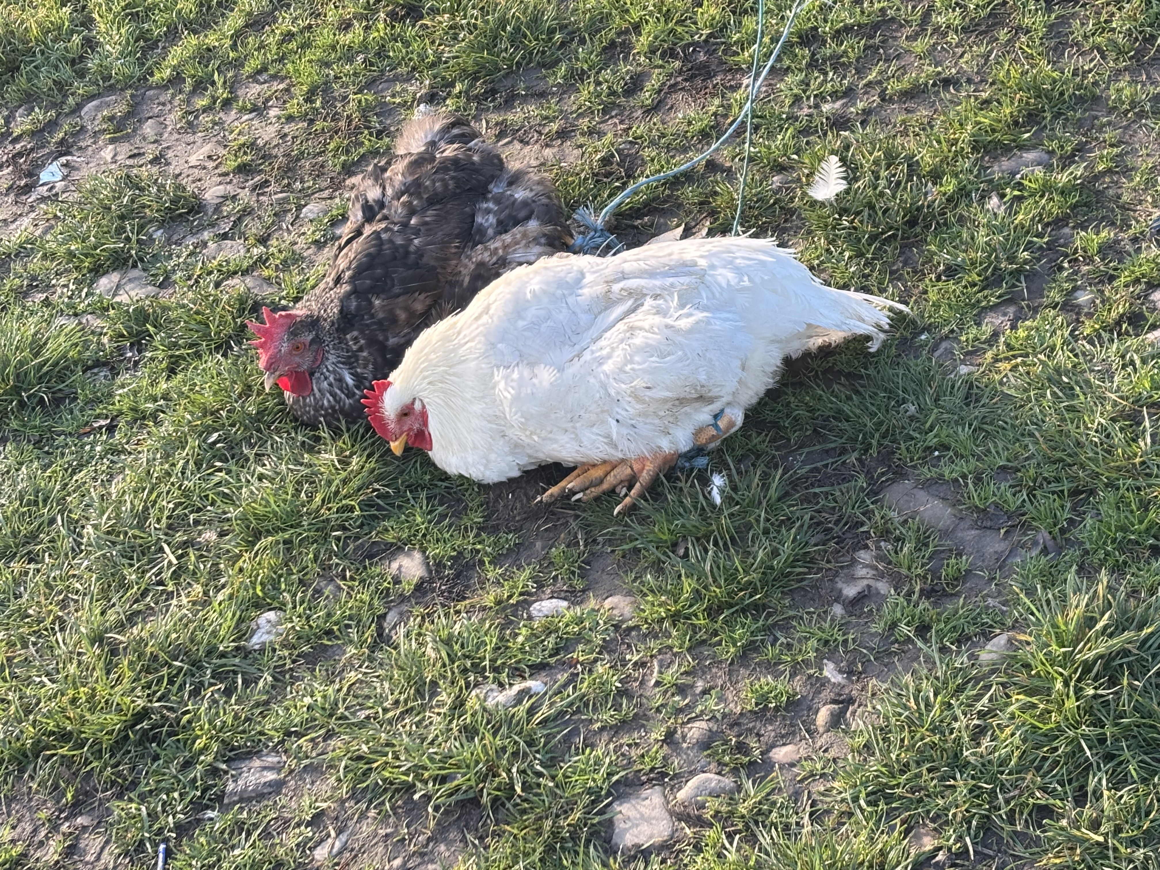„N-am porc din cauza scroafelor de la București! Georgescu o să le dea cu râtul în noroi” - supărarea din Corbii Mari, Voluntari și Smeeni că porcii sunt interziși, de Crăciun, la vânzare în târgurile săptămânale