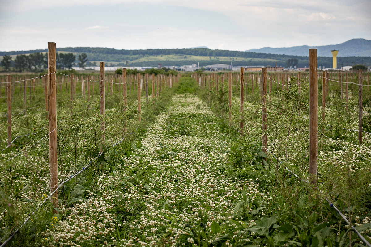 Ce i-a determinat pe doi tineri să renunțe la avocatură și să se apuce de cultivat goji: “Vin italienii, nemţii şi fac proiecte frumoase în agricultură. Românii de ce nu fac?”