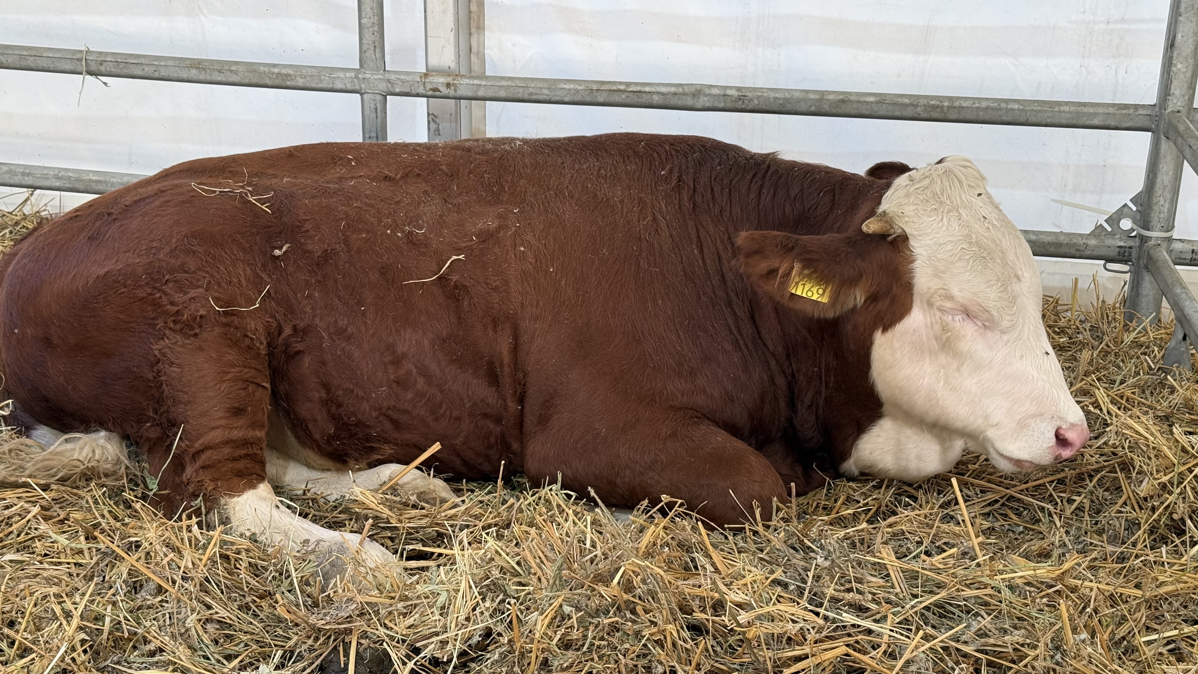 „Vaca mea produce peste 50 de litri pe zi. O iubim ca pe un membru al familiei”. Cum arată o zi de weekend la Indagra, cel mai mare eveniment agricol din România
