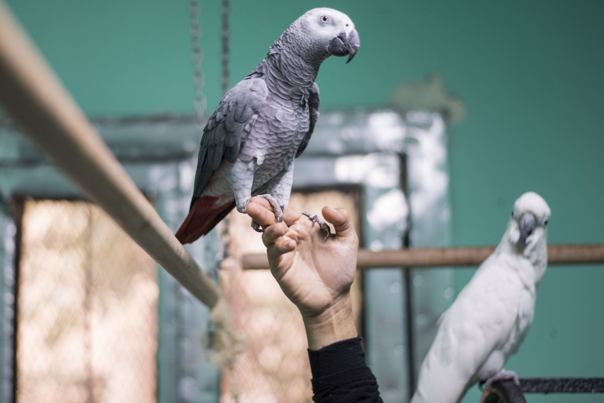 Oamenii exploatează și  distrug natura într-un ritm fără precedent. Raport: în ultimii 50 de ani, planeta a pierdut 68% din populațiile de vertebrate