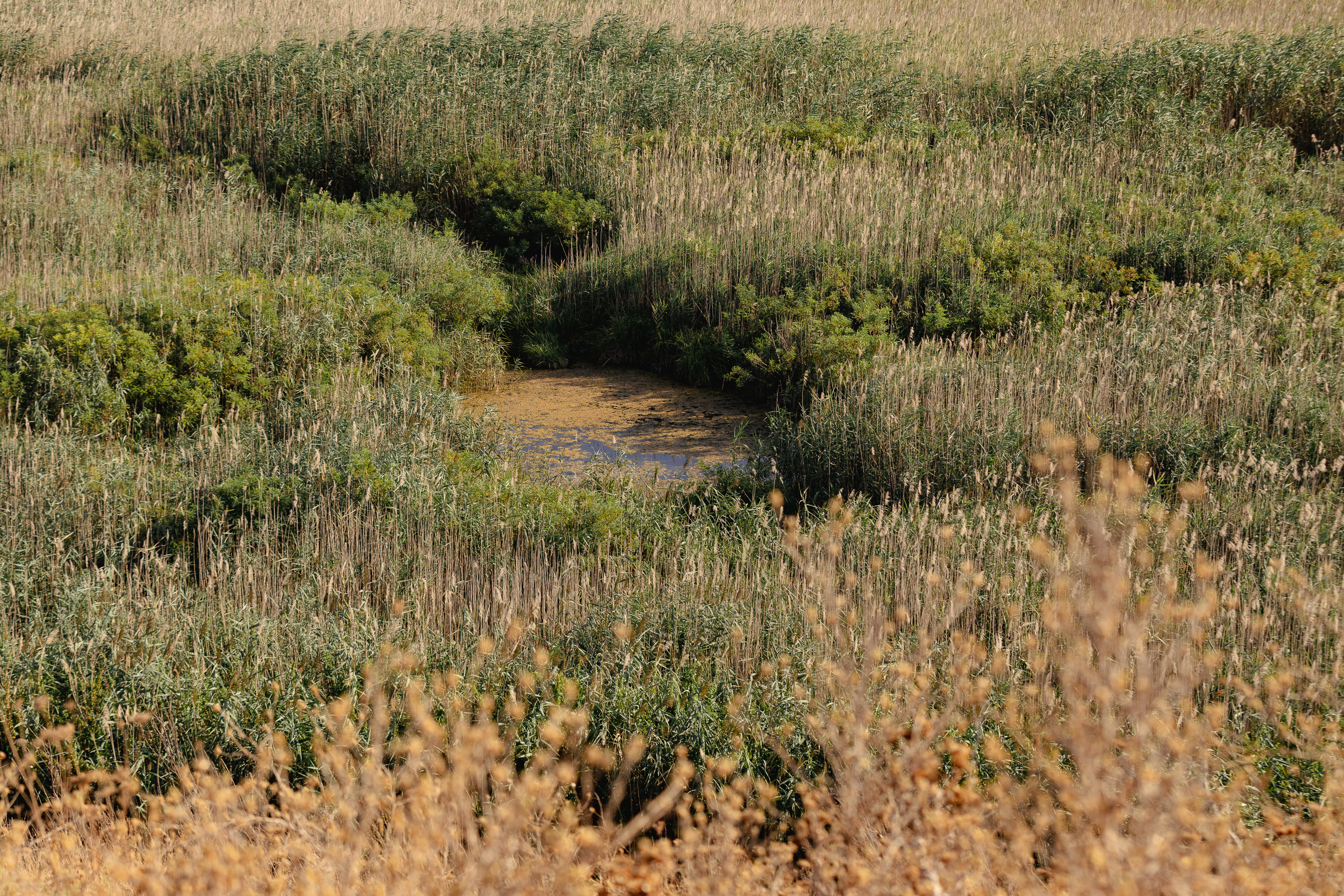 REPORTAJ. Cum arată de la fața locului dezastrul de la Islaz, unde au ars aproape 700 de hectare din „Delta Teleormanului"