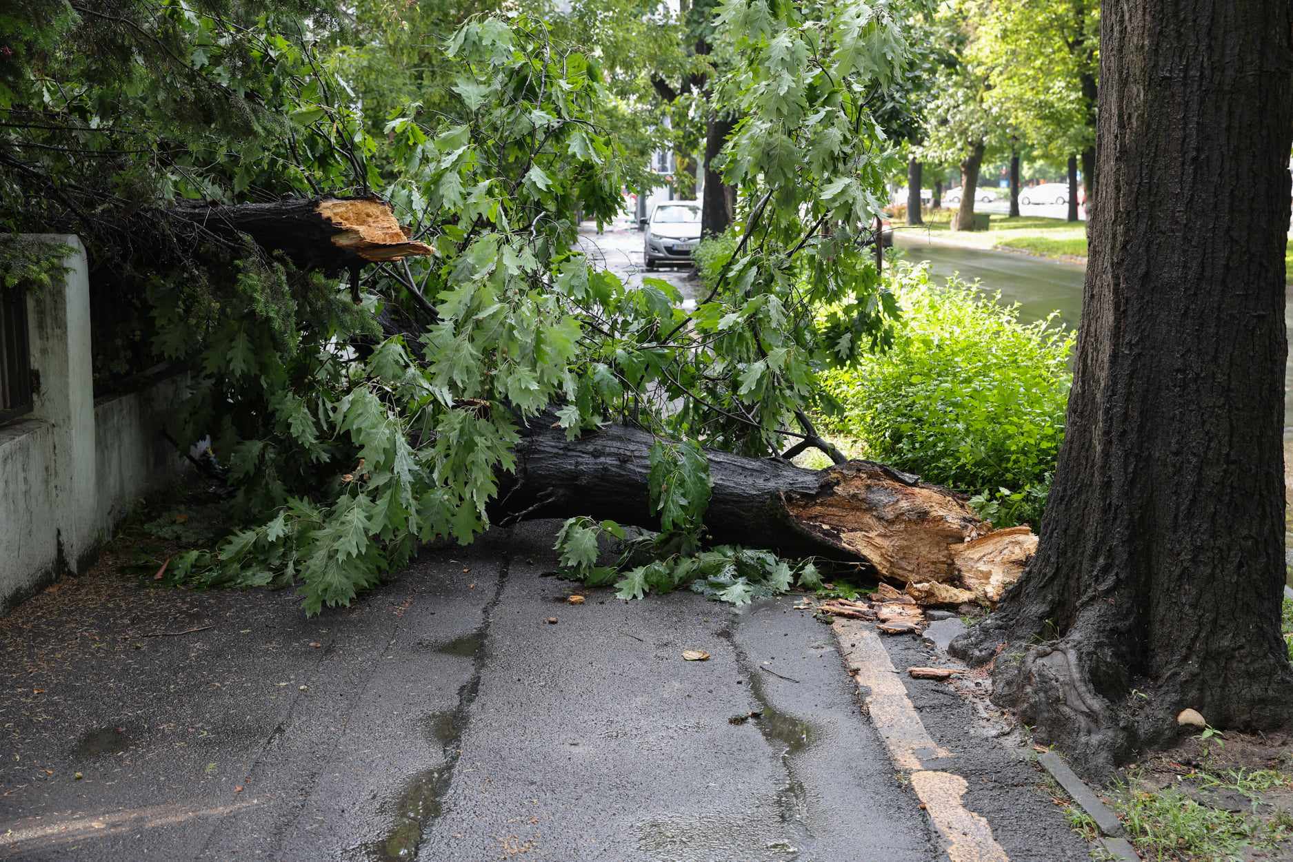 Zeci de copaci căzuți în București, vineri dimineață, după o vijelie. Capitala s-a aflat două ore sub alertă meteo de furtună