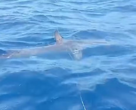 Rémisztő! Videón, amikor egy kajakos kétségbeesetten próbálja elhárítani a pörölycápa támadását