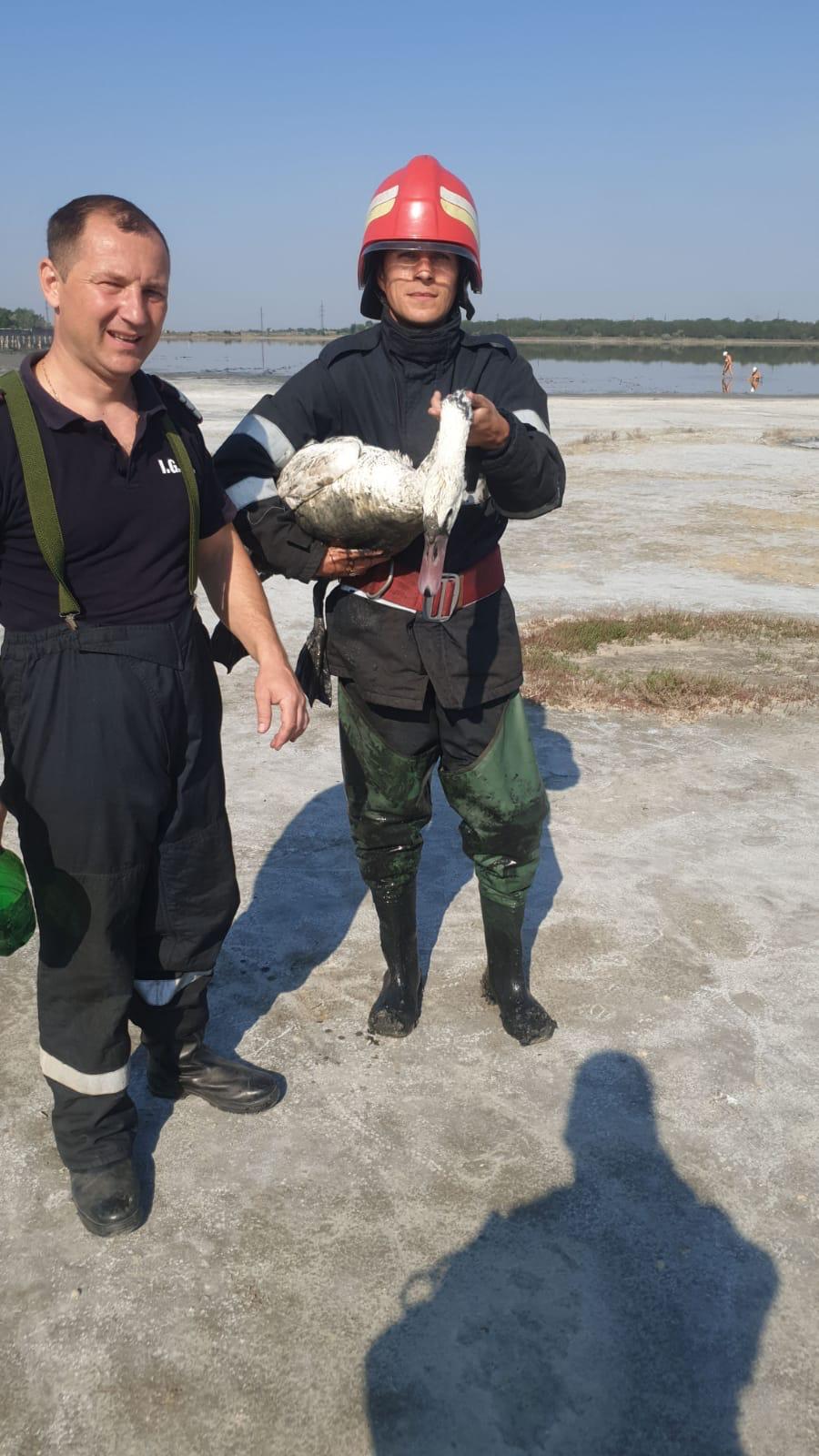Lebădă blocată în nămolul din Lacul Sărat, salvată de pompieri