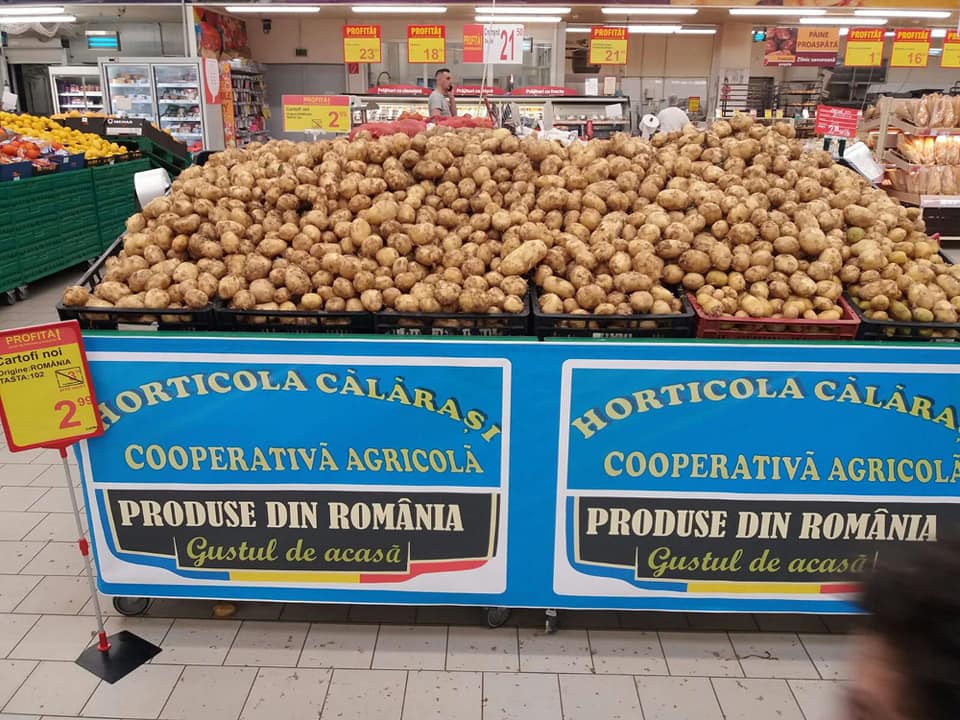 REPORTAJ/ Cartoful timpuriu din Călărași de Dolj a ajuns deja pe mesele europenilor. ”Producția noastră e mai mult decât bio, că băgăm bălegar”