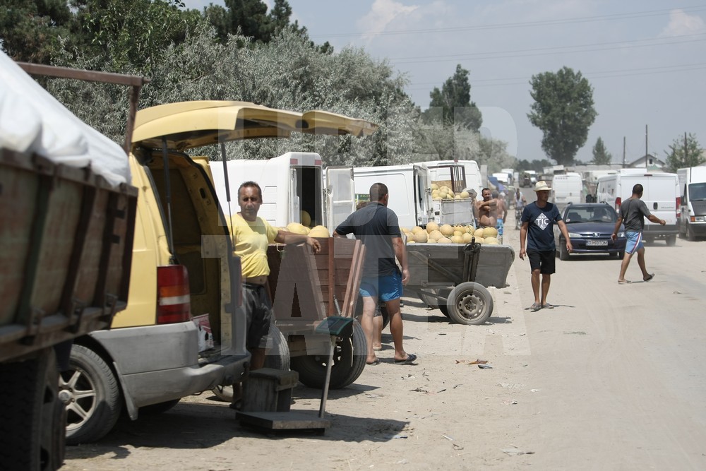 VIDEO EXCLUSIV / Drumul pepenilor de Dăbuleni. Prețurile cresc de 10 ori! Profitul se duce la samsari, iar fermierii rămân cu mirosul