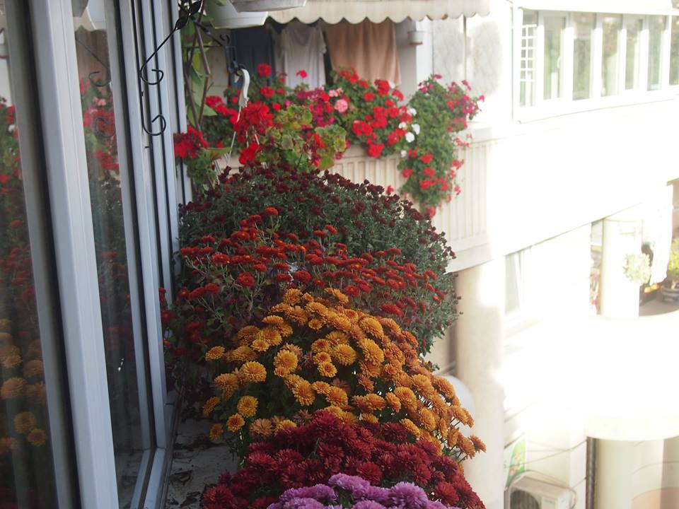 VIDEO/Cel mai frumos balcon din București, decorat de iarnă. În 2018, proprietarul promite mai multe flori