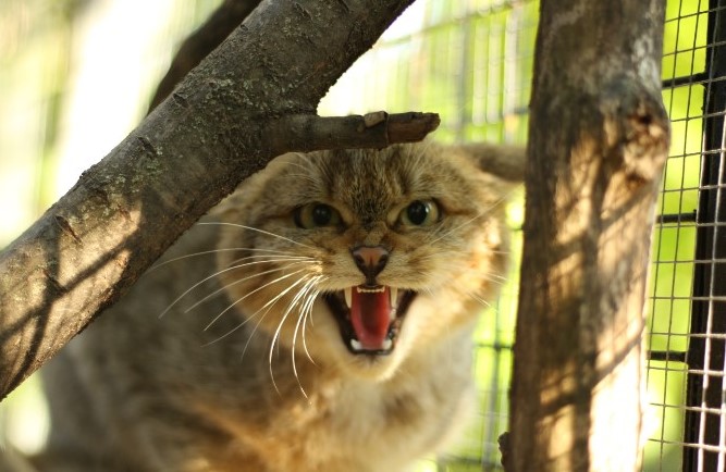 Már siratták volna nevelői az eltűnt vadmacskát: Szaffi ott bukkant fel, ahol senki nem számított rá