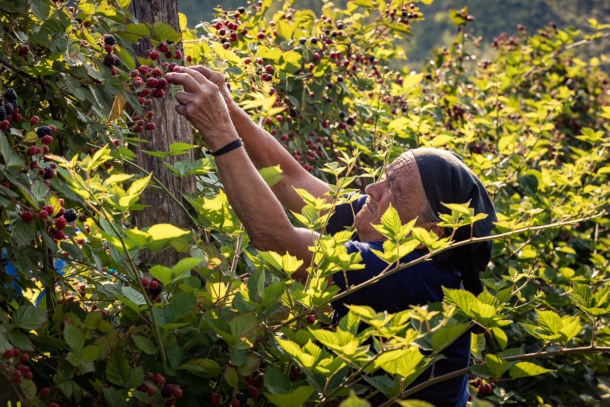 Trei generații au pus pe picioare o plantație de fructe de pădure în Gorj. Nepotul a dezvoltat afacerea, părinții au pus banii, bunica Mărioara coordonează muncitorii
