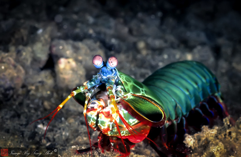 The mantis shrimp [NationalMarineSanct]