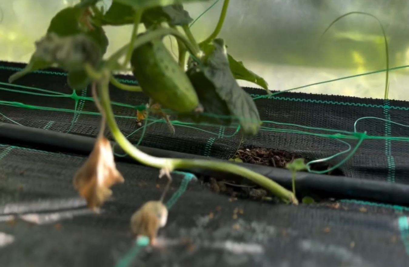 Ce a pățit Dragoș Bucur cu castraveții și roșiile plantate în solar. De dimineață a început munca în grădină: „Este foarte frumos”