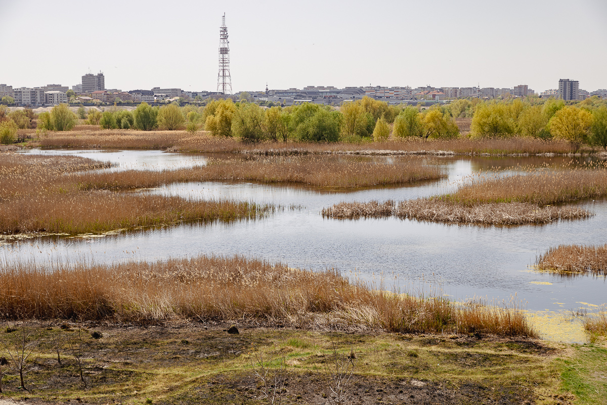 De ce arde Parcul Văcărești? Fără pază și fără regulament, „delta dintre blocuri” a ajuns un focar constant de incendii