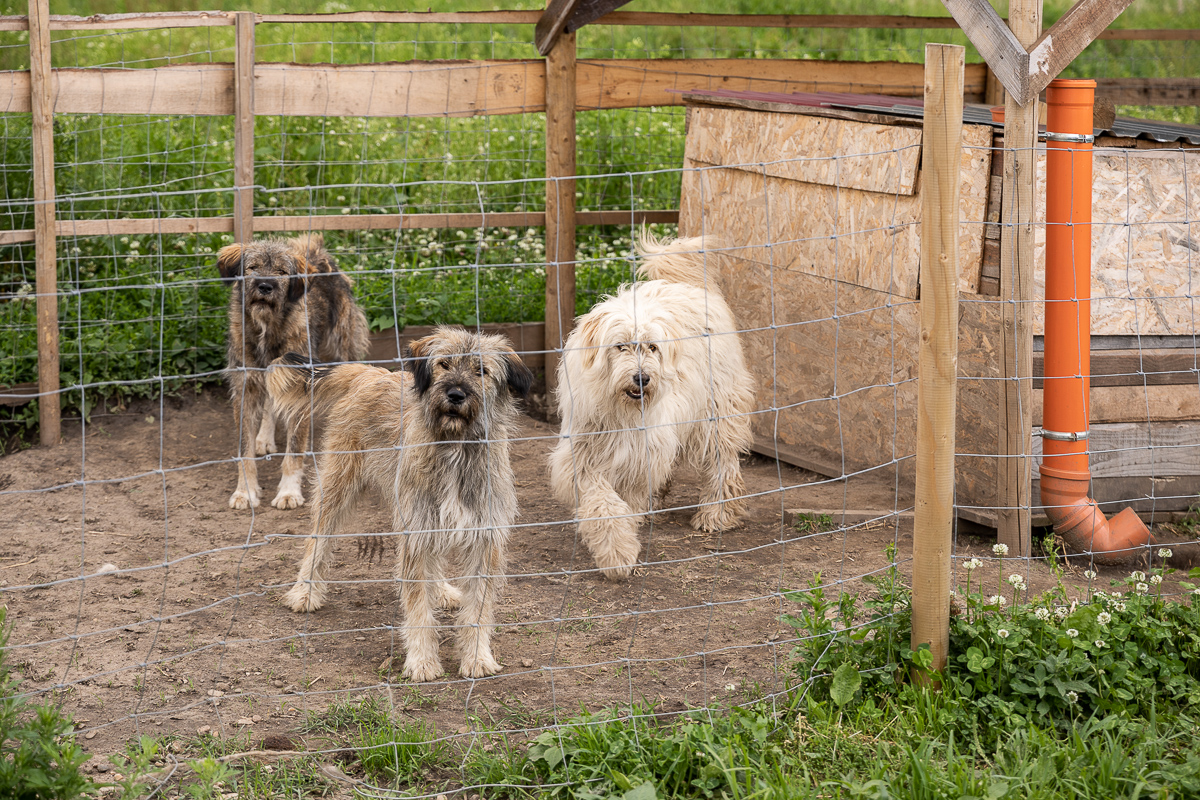 Ce i-a determinat pe doi tineri să renunțe la avocatură și să se apuce de cultivat goji: “Vin italienii, nemţii şi fac proiecte frumoase în agricultură. Românii de ce nu fac?”