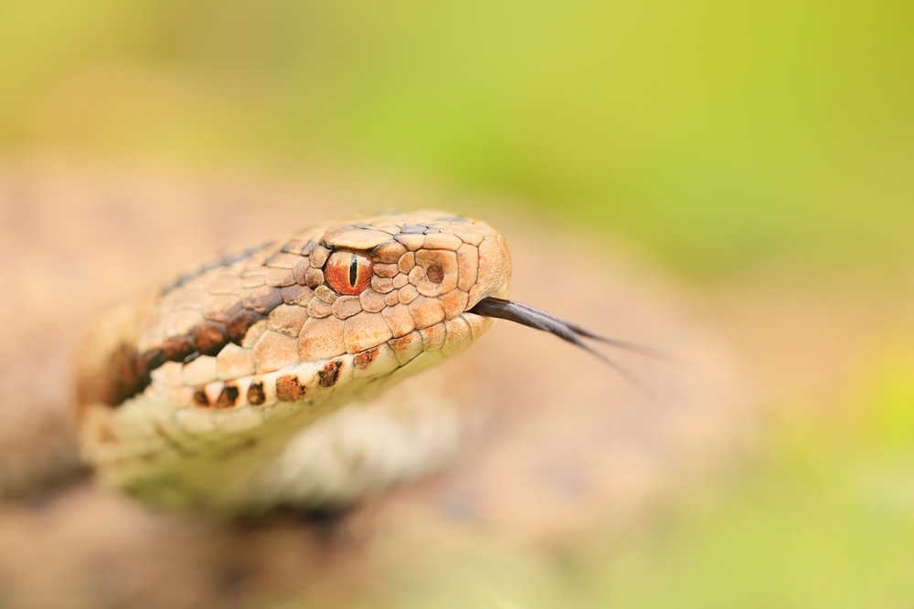 Viperaveszély Magyarországon? Ha megmar, tilos házi praktikához folyamodni!