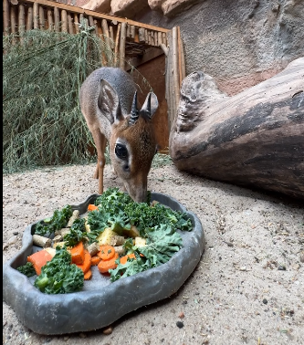 On pomoże zwiększyć stado dikdików!