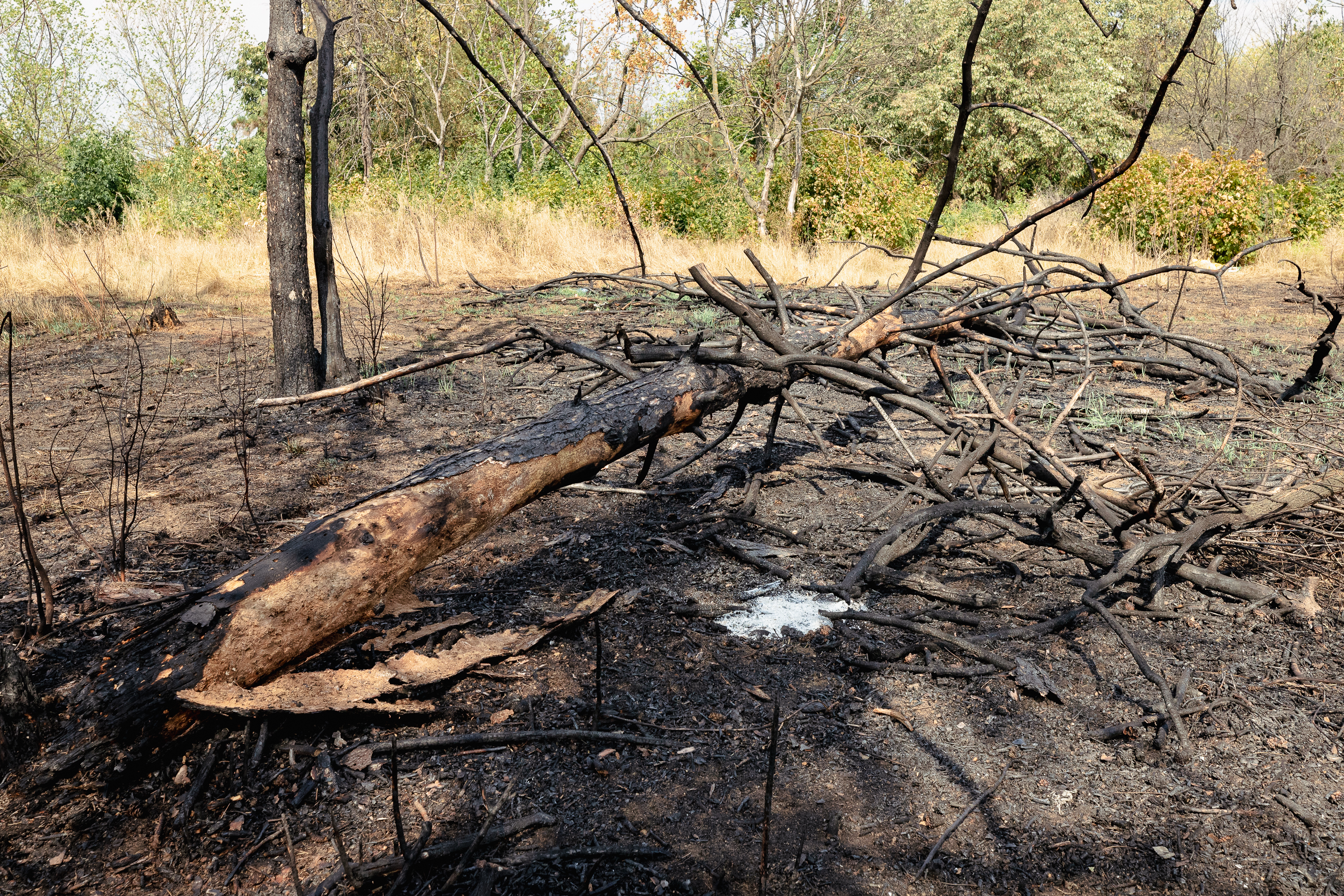 Revolta locuitorilor de lângă Parcul IOR care arde, iar copacii se usucă în mod misterios, sub ochii autorităților: „Ne credeți proști, domnule primar?”