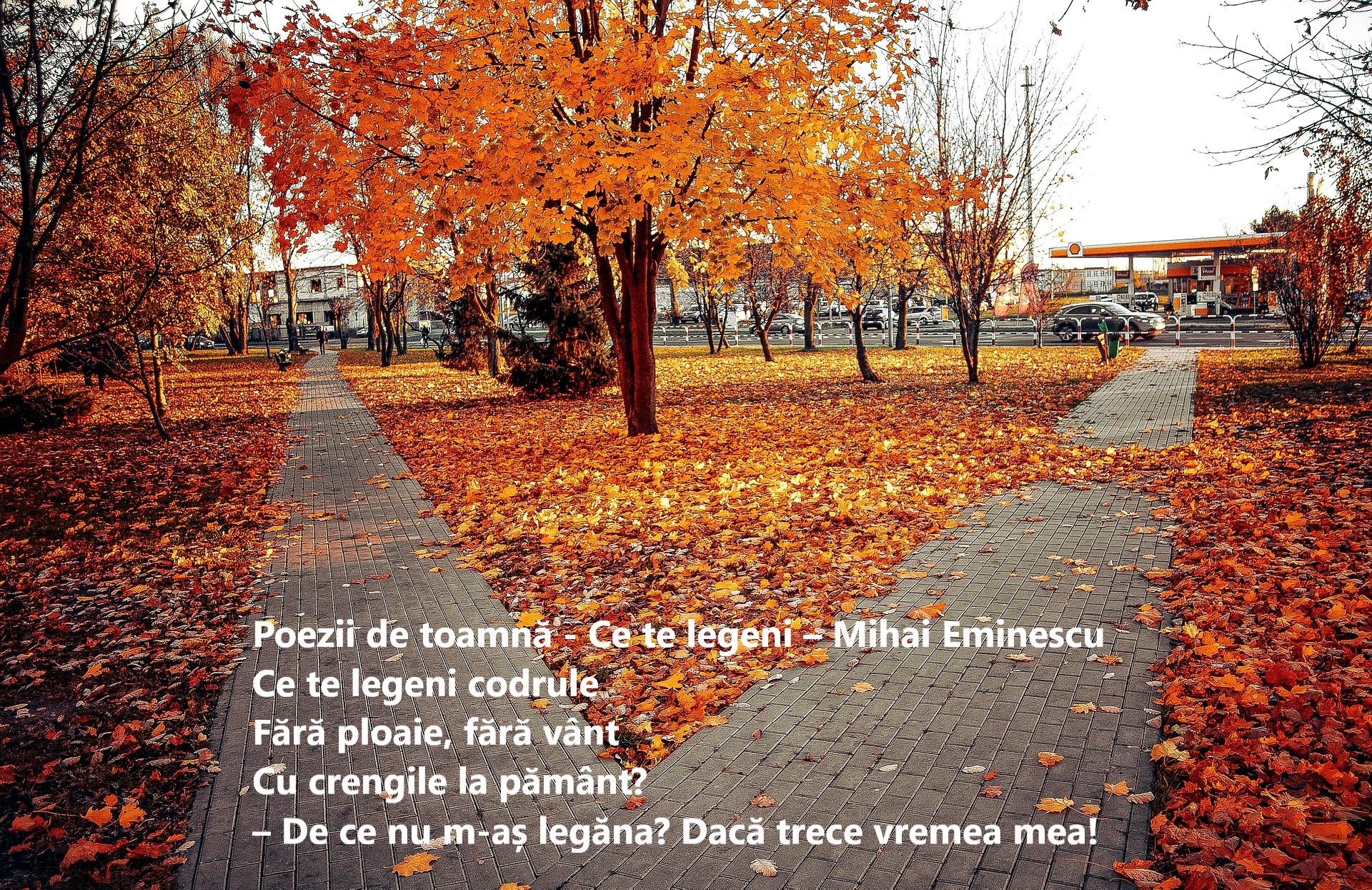 Poezii de toamnă - cele mai frumoase poezii de citit în această toamnă
